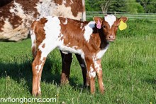 Heifer 