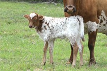 KDK WILD DARLA 545