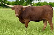Polly 23 Heifer 