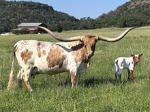 BL COWGIRL TUFF