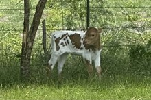 Hangin Tuff x Diamond heifer