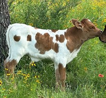 TBR Lilly's Travis